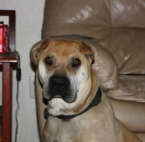 Meet your Posher, Rhonda